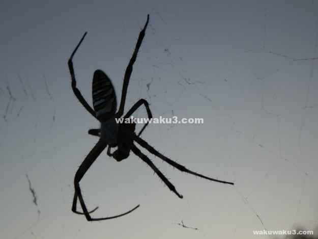 毎日家の中やベランダに蜘蛛がでるので退治したい 対策は Wakuwakulife