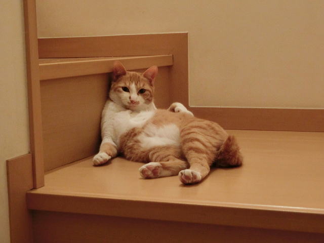服や寝具についた猫のおしっこの臭いを消す方法