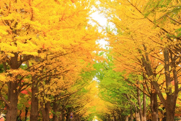 東京で紅葉がきれいな穴場を厳選紹介 都内で紅葉狩りするならここ Wakuwakulife